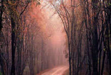 河南男篮遭受惨痛失利，大势已去，仍安抚球迷